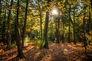 forêt enchantée