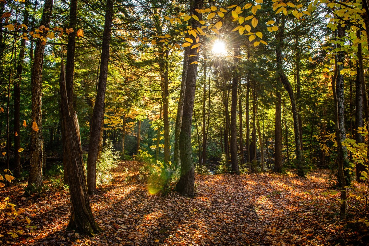forêt enchantée